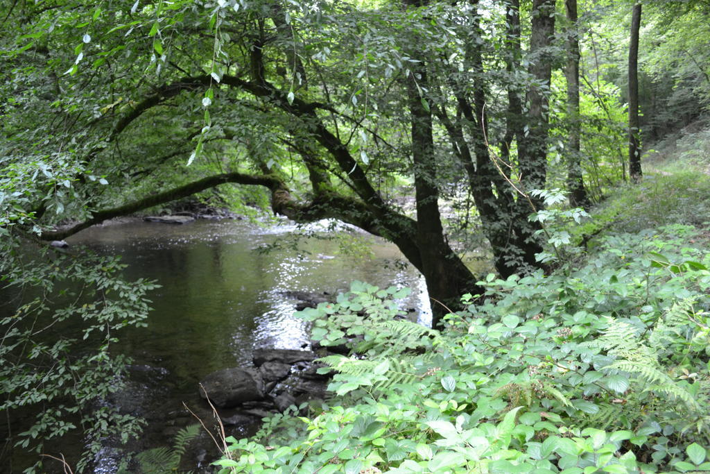 Gite La Clef Des Champs Libin Exteriör bild