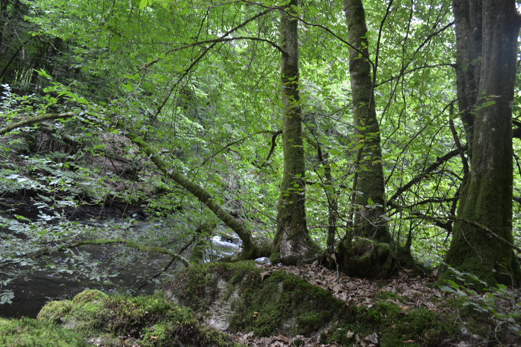 Gite La Clef Des Champs Libin Exteriör bild